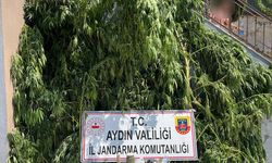 Söke'de 77 kök kenevir ele geçirildi