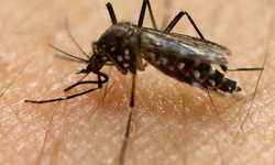 Çin'de görülen yeni salgının adı Chikungunya!