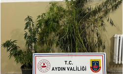 Efeler’de sazlık alanda kenevir operasyonu