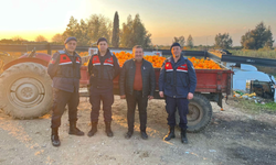 Aydın'da portakal hırsızları yakalandı