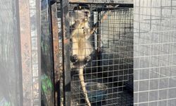 Jandarma operasyonunda maymun ele geçirildi