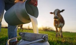 Aydın'da çiftçilere müjde! Destek ödemeleri başladı