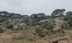 Maden şirketinden 'yanlışlıkla' doğa katliamı: Çine'de yüzlerce ağaç kesildi