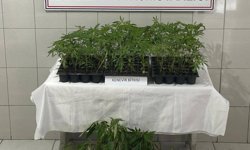 Bozdoğan’da 174 kök kenevir tespit edildi