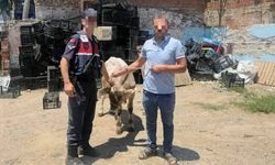 İncirliova’da çalınan büyükbaş hayvan sahibine ulaştırıldı