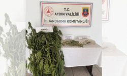 Efeler'de kenevir operasyonu!