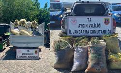 Didim’de koruma altındaki alanda kaçak hasat!