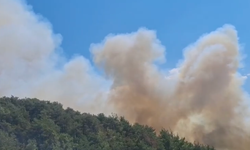 Balıkesir'in Sındırgı ilçesinde yangın çıktı!