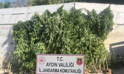 Efeler’de bir evde 250 kök kenevir ele geçirildi