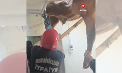 Aydın'da bir dana evin tavanına sıkıştı