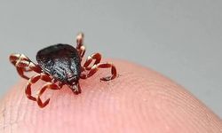 Kene kaynaklı yeni virüs keşfedildi