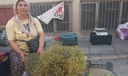 Aydın’da tarhana otu sezonu başladı!