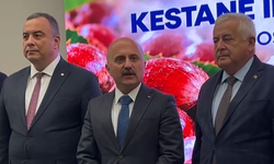 Aydın’da yılın ilk kestanesi 600 liradan alıcı buldu