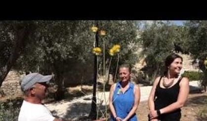Güvercinada’nın tülüşahları çiçek açtı