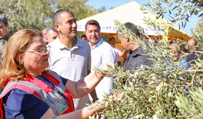 Didim Zeytin Festivali'ne geri sayım başladı