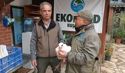 Aydın'da soğuktan etkilenen leylek tedavi altına alındı