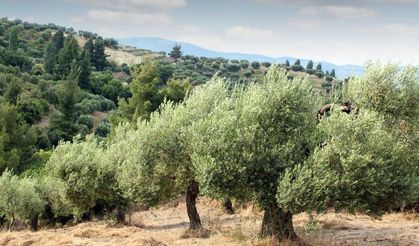 Aydınlılar zeytin yasası teklifi hakkında ne düşünüyor?