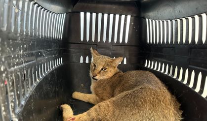 Kediler bizi ne olarak görüyor?