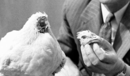 Kafası olmayan bu horoz tam 18 ay yaşadı