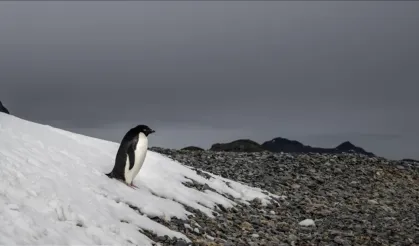 Dünya nihilist pengueni konuşuyor!