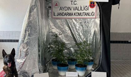 Aydın'da evde kenevir yetiştiren şüpheli yakalandı!