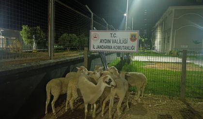 Koçarlı’da koyun hırsızlığı çözüldü: Jandarma 8 hayvanı sahibine ulaştırdı