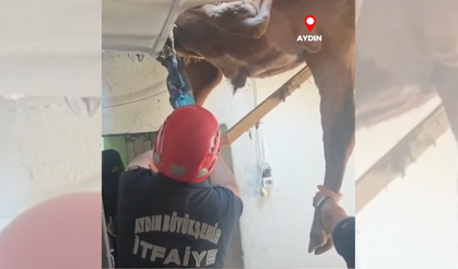 Aydın'da bir dana evin tavanına sıkıştı