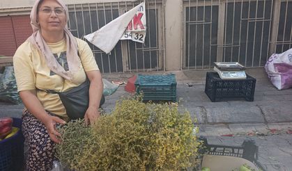 Aydın’da tarhana otu sezonu başladı!