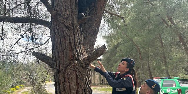 Aydın'da kuş evleri çoğalıyor