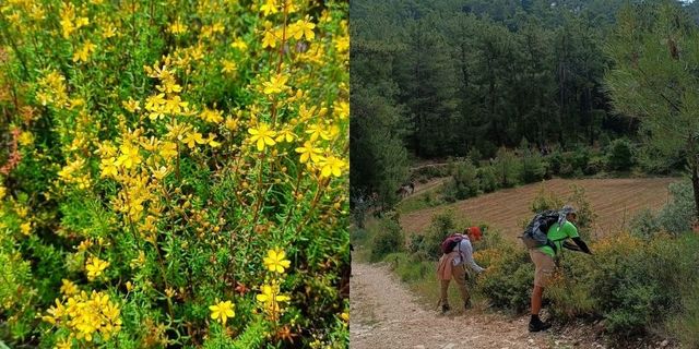 Sarı kantoron Ege’nin dağlarında çiçek açtı