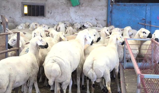 Kurbanda vadeli satış!