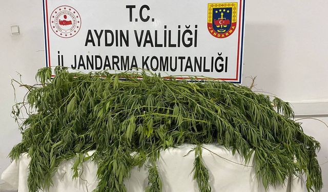 Aydın'da kenevir bitkisi yetiştiren şüpheli şahıs yakalandı
