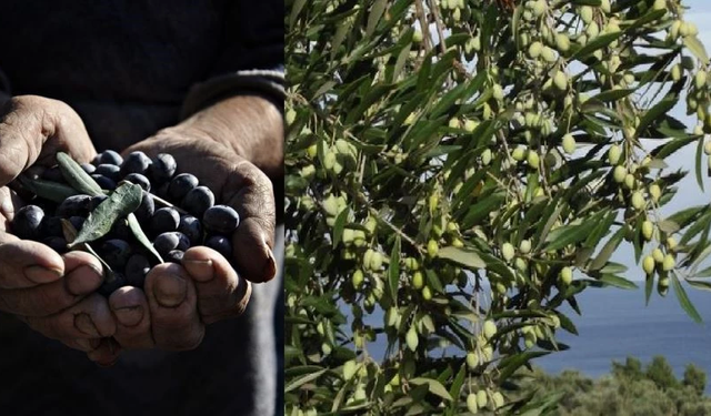 Aydın'da 400 kiloluk zeytin hırsızlığı!
