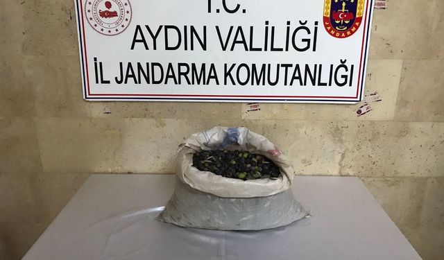 Aydın'da bir bahçeden zeytin çalan 4 hırsız yakalandı