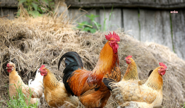 Tavuk eti ve yumurta üretimi azaldı