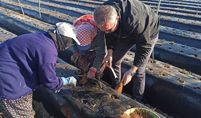 Efeler’de kış çilekleri toprakla buluştu