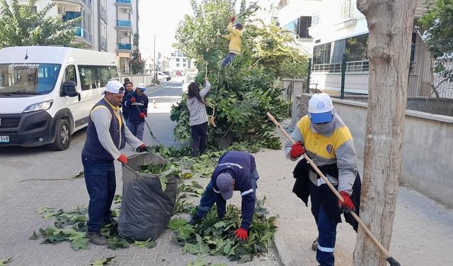 Didim'de ağaç budama çalışmaları devam ediyor