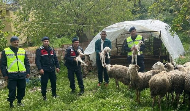 Aydın'da jandarma kaybolan 13 koyunu buldu