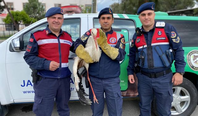 Aydın'da yaralı halde bulunan leylek koruma altına alındı