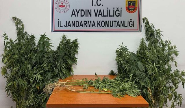 Nazilli'de ormanlık alanda kenevir operasyonu düzenlendi
