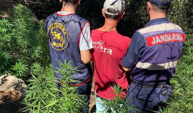 Söke'de 595 kök kenevir ele geçirilirdi!