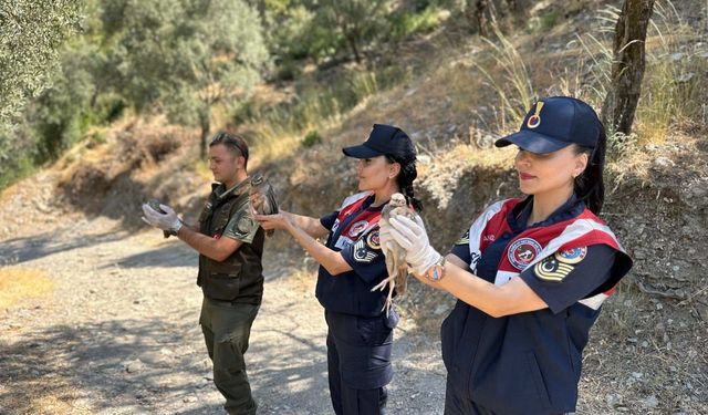Aydın'da kaçak avlanan kuşlar doğaya salındı