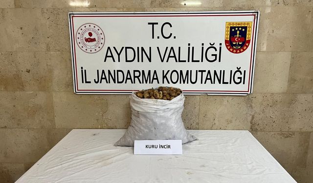 Germencik’te incir hırsızlığı şahıs jandarma tarafından yakalandı