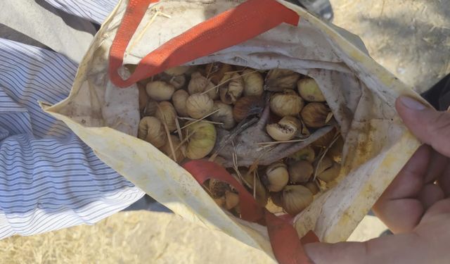 Koçarlı'da incir hırsızlığı yapan şüpheli yakalandı