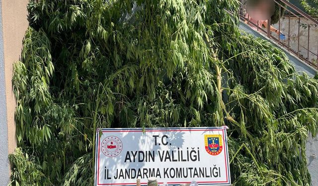 Söke'de 77 kök kenevir ele geçirildi