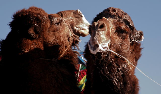 Aydın'da deve güreşleri ertelendi