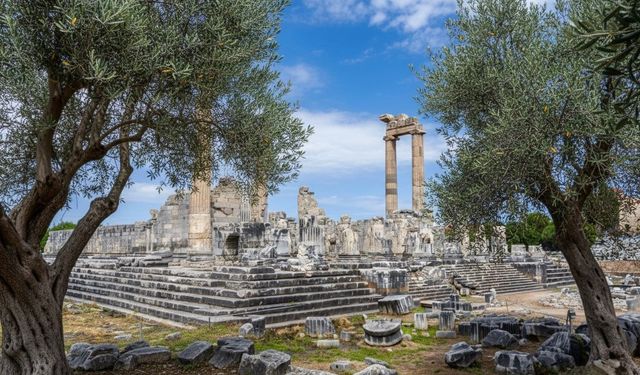 Didim Belediyesi zeytin ağacının önemini vurguladı!