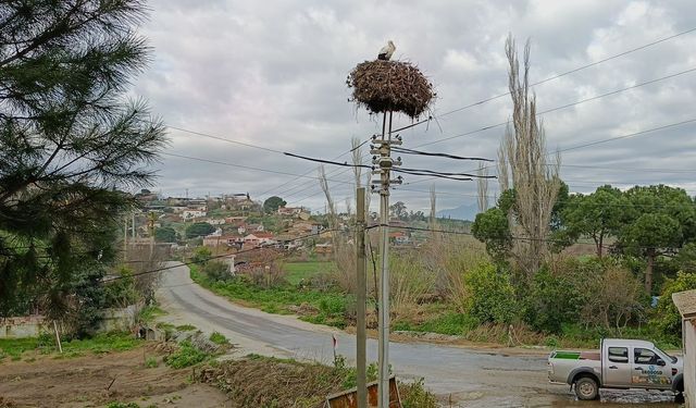 Leylekler Aydın'daki yuvalarına geri döndü!