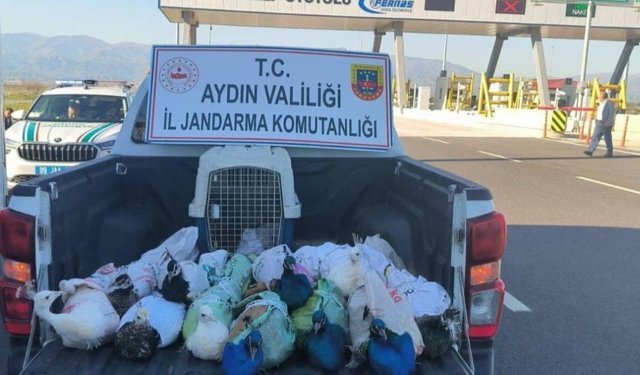 Nazilli'de kaçak tavus kuşu operasyonu!