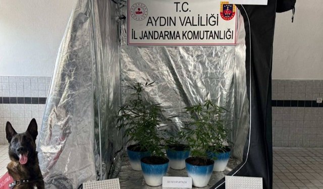 Aydın'da evde kenevir yetiştiren şüpheli yakalandı!